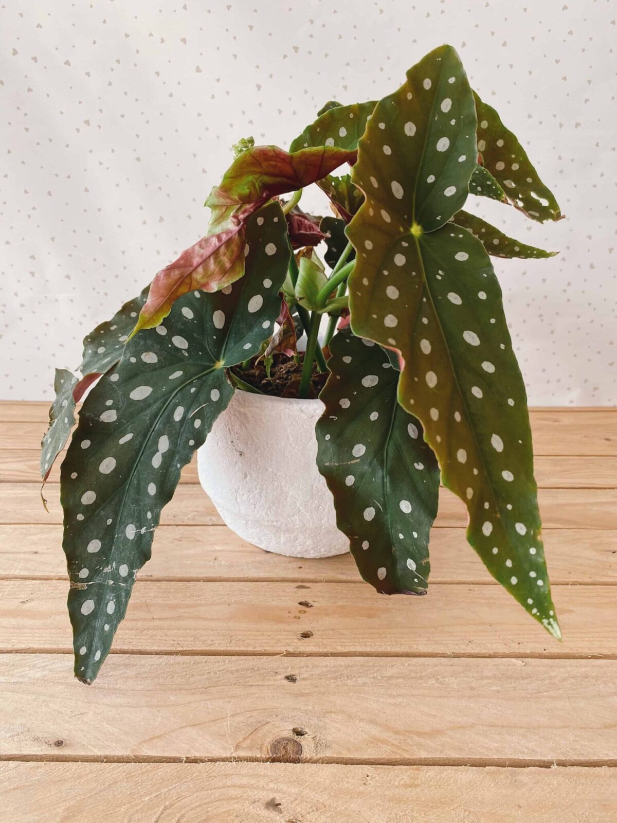 begonia maculata vendita piante online