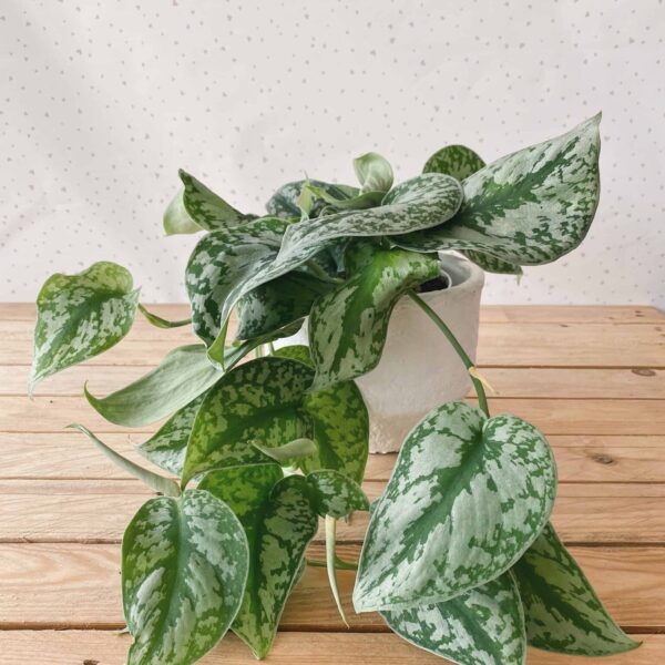 Scindapsus Silvery Anne
