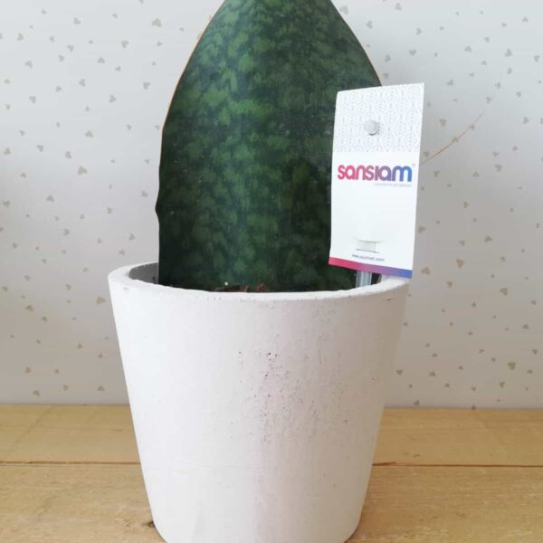 Sanseveria Vittoria