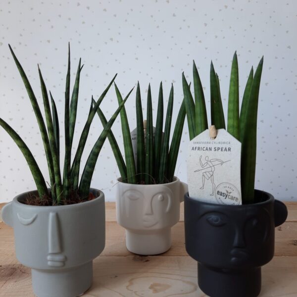 Sanseveria Freccia D'Africa